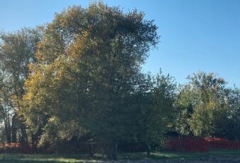 SORBOLO (PR), LOTTO DI TERRENO EDIFICABILE